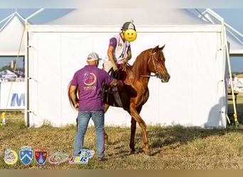 Vollblutaraber, Hengst, 10 Jahre, Dunkelfuchs