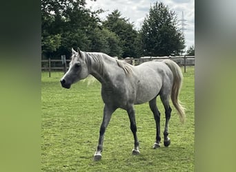 Vollblutaraber, Hengst, 11 Jahre, 152 cm, Apfelschimmel