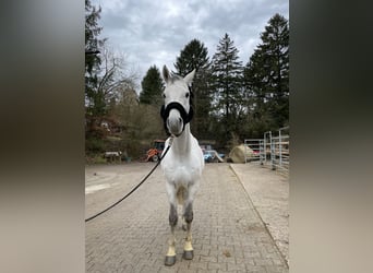Vollblutaraber, Hengst, 12 Jahre, 156 cm, Apfelschimmel