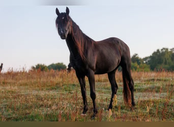 Vollblutaraber, Hengst, 13 Jahre, 158 cm, Rappe