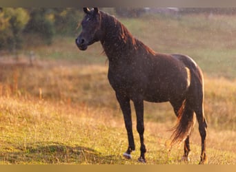Vollblutaraber, Hengst, 13 Jahre, 158 cm, Rappe