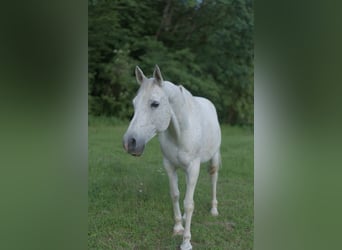 Vollblutaraber, Hengst, 14 Jahre, 150 cm, Fliegenschimmel
