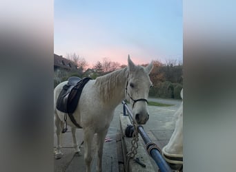 Vollblutaraber, Hengst, 14 Jahre, 150 cm, Fliegenschimmel