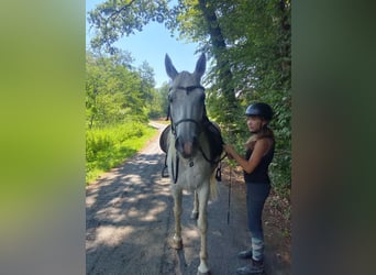 Vollblutaraber, Hengst, 14 Jahre, 150 cm, Fliegenschimmel