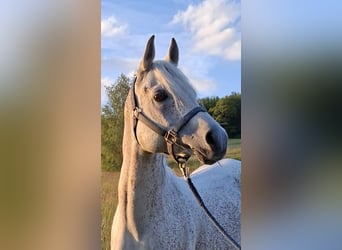 Vollblutaraber, Hengst, 14 Jahre, Schimmel