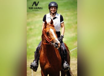 Vollblutaraber, Hengst, 15 Jahre, 157 cm, Fuchs