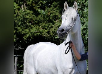 Vollblutaraber, Hengst, 18 Jahre, 156 cm, Schimmel