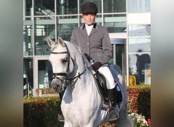 Vollblutaraber, Hengst, 18 Jahre, 156 cm, Schimmel