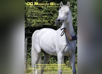 Vollblutaraber, Hengst, 18 Jahre, 156 cm, Schimmel