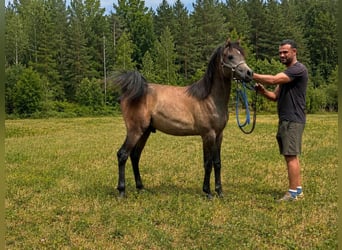 Vollblutaraber, Hengst, 1 Jahr, 136 cm, Schimmel