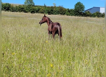 Vollblutaraber, Hengst, 1 Jahr, 146 cm, Rotschimmel