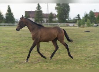Vollblutaraber, Hengst, 1 Jahr, 148 cm, Rotbrauner
