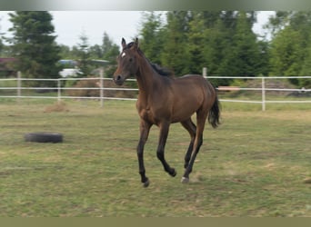 Vollblutaraber, Hengst, 1 Jahr, 148 cm, Rotbrauner