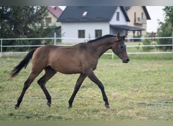 Vollblutaraber, Hengst, 1 Jahr, 148 cm, Rotbrauner