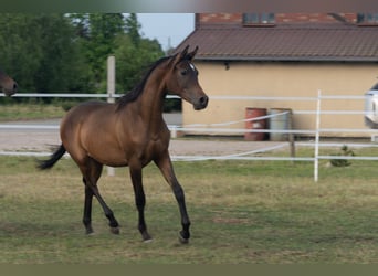 Vollblutaraber, Hengst, 1 Jahr, 148 cm, Rotbrauner