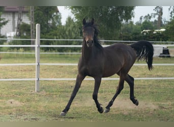 Vollblutaraber, Hengst, 1 Jahr, 148 cm, Schwarzbrauner