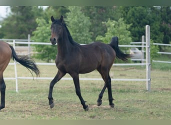 Vollblutaraber, Hengst, 1 Jahr, 148 cm, Schwarzbrauner