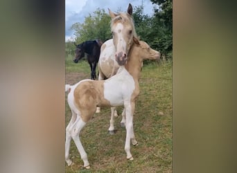 Vollblutaraber, Hengst, 1 Jahr, 150 cm, Champagne