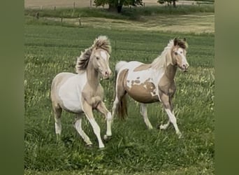 Vollblutaraber, Hengst, 1 Jahr, 150 cm, Champagne