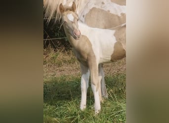 Vollblutaraber, Hengst, 1 Jahr, 150 cm, Champagne