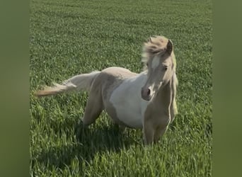 Vollblutaraber, Hengst, 1 Jahr, 150 cm, Champagne