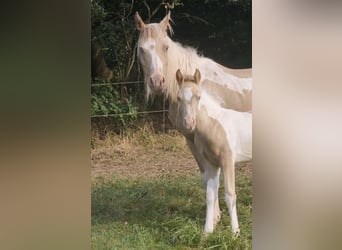 Vollblutaraber, Hengst, 1 Jahr, 150 cm, Champagne