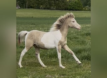 Vollblutaraber, Hengst, 1 Jahr, 150 cm, Champagne