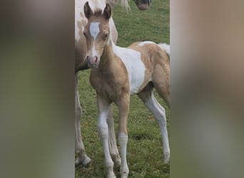 Vollblutaraber, Hengst, 1 Jahr, 150 cm, Champagne