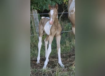 Vollblutaraber, Hengst, 1 Jahr, 150 cm, Champagne