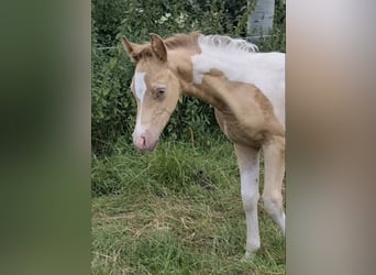 Vollblutaraber, Hengst, 1 Jahr, 150 cm, Champagne