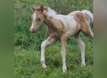 Vollblutaraber, Hengst, 1 Jahr, 150 cm, Champagne
