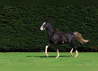 Vollblutaraber, Hengst, 1 Jahr, 150 cm, Rappe