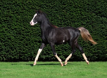 Vollblutaraber, Hengst, 1 Jahr, 150 cm, Rappe