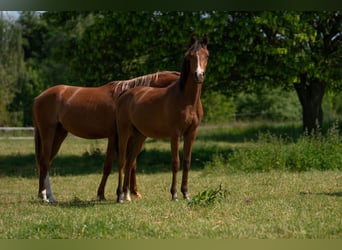 Vollblutaraber, Hengst, 1 Jahr, 152 cm, Brauner