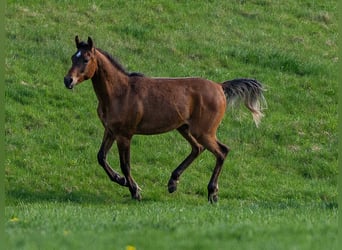 Vollblutaraber, Hengst, 1 Jahr, 153 cm, Brauner