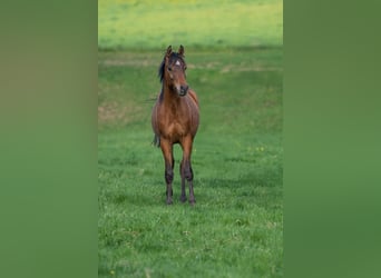Vollblutaraber, Hengst, 1 Jahr, 153 cm, Brauner