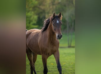 Vollblutaraber, Hengst, 1 Jahr, 153 cm, Brauner