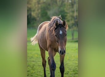 Vollblutaraber, Hengst, 1 Jahr, 153 cm, Brauner