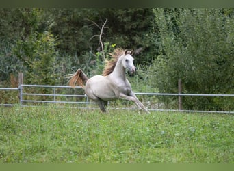 Vollblutaraber, Hengst, 1 Jahr, 153 cm, Schimmel