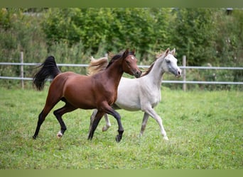 Vollblutaraber, Hengst, 1 Jahr, 153 cm, Schimmel