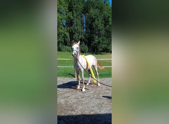 Vollblutaraber, Hengst, 1 Jahr, 153 cm, Schimmel