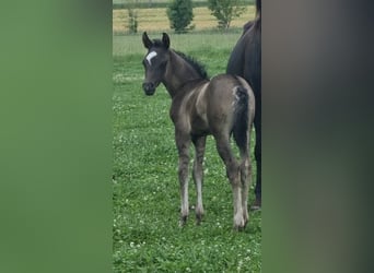 Vollblutaraber, Hengst, 1 Jahr, 154 cm, Rappe