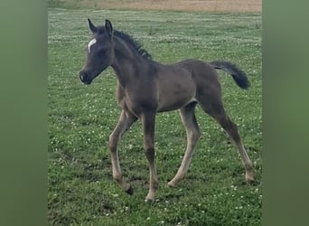 Vollblutaraber, Hengst, 1 Jahr, 154 cm, Rappe