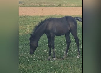 Vollblutaraber, Hengst, 1 Jahr, 154 cm, Rappe