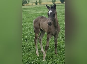 Vollblutaraber, Hengst, 1 Jahr, 154 cm, Rappe