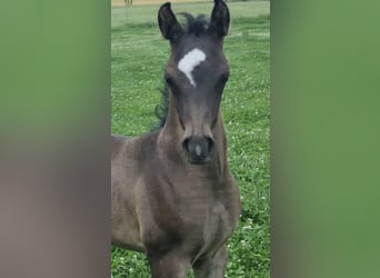 Vollblutaraber, Hengst, 1 Jahr, 154 cm, Rappe