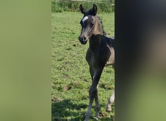 Vollblutaraber, Hengst, 1 Jahr, 154 cm, Rappe