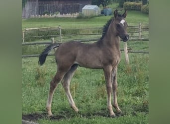 Vollblutaraber, Hengst, 1 Jahr, 154 cm, Rappe