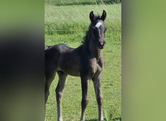 Vollblutaraber, Hengst, 1 Jahr, 154 cm, Rappe