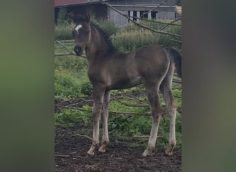 Vollblutaraber, Hengst, 1 Jahr, 154 cm, Rappe